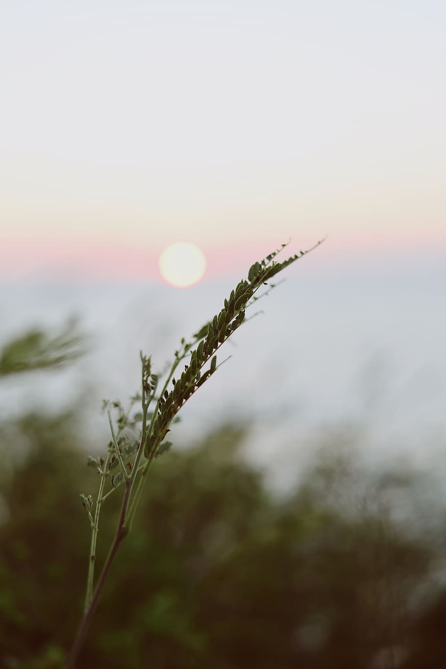 green-leafed plant during day, sky, beauty in nature, growth HD wallpaper