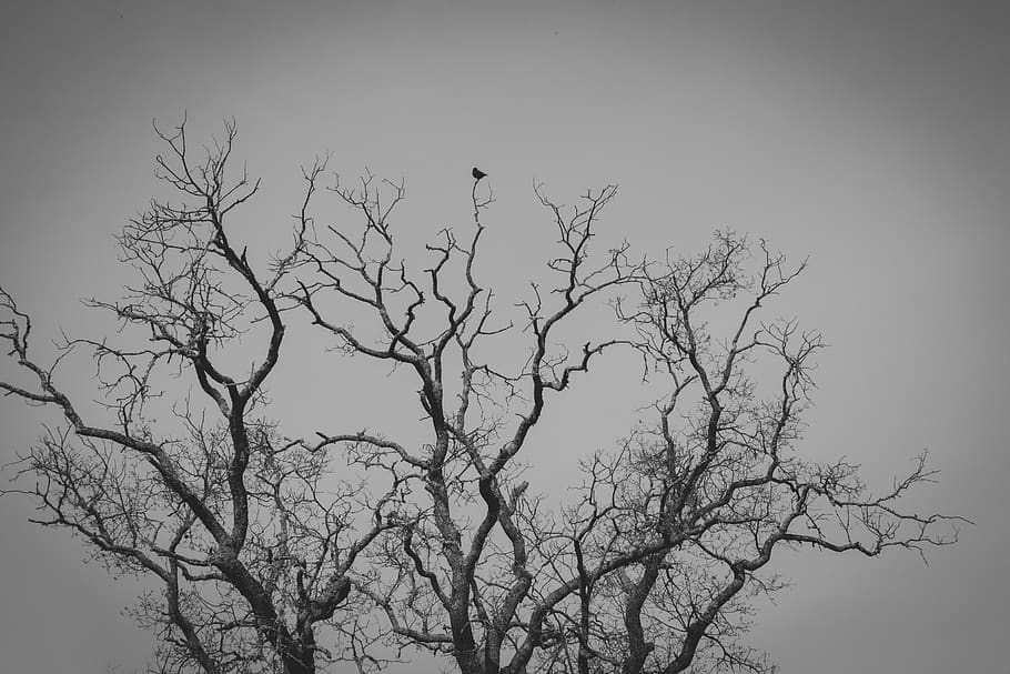tree illustraiton, plant, bird, silhouette, animal, tree trunk HD wallpaper
