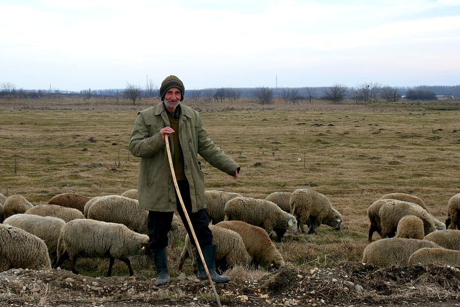herd, man, work, feed, sheep, animal, noble, mammal, field HD wallpaper