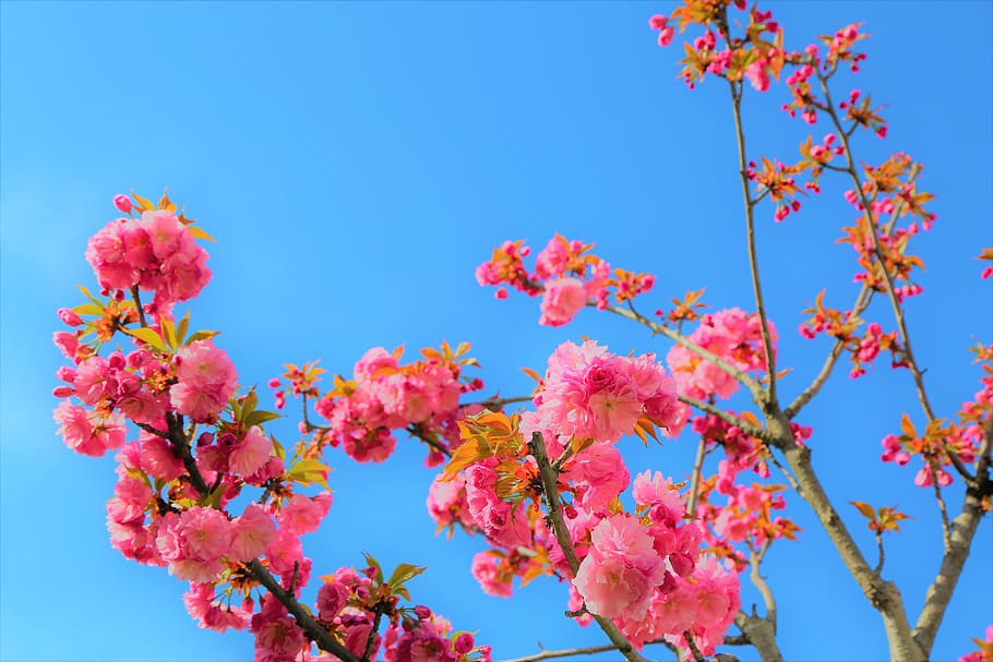 rose, flower, nature, romantic, pink, plant, red, love, romance HD wallpaper