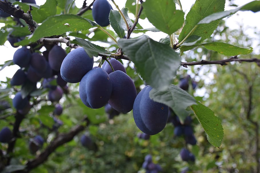 plum, garden, tree, nature, plant, fruit, spring, flower, branch HD wallpaper