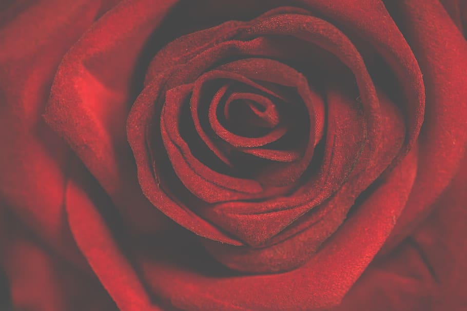 Macro Photography of Red Rose, background image, beautiful, bloom HD wallpaper
