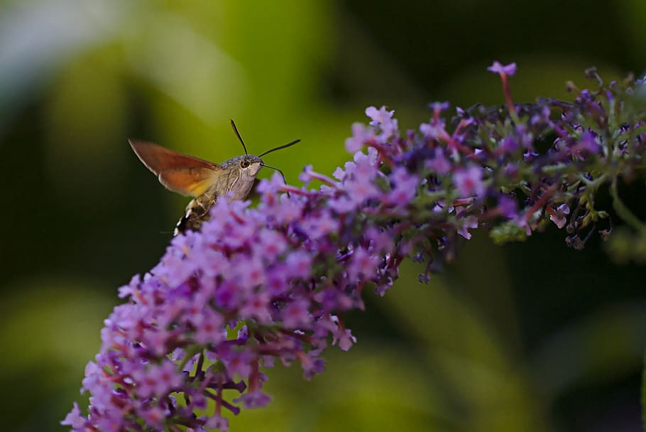summer lilac, hummingbird moths, macro, flower, animal themes, HD wallpaper