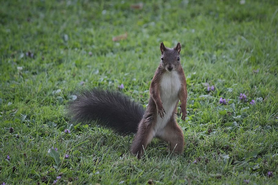 the squirrel, surprised, standing, curious, rodent, mammal HD wallpaper
