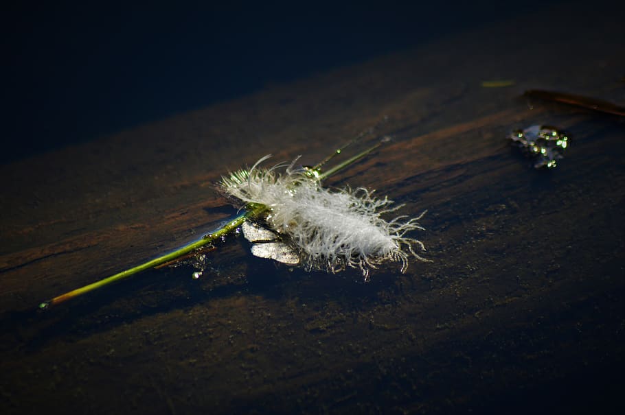feather, lake, floating, no people, close-up, nature, wood - material HD wallpaper