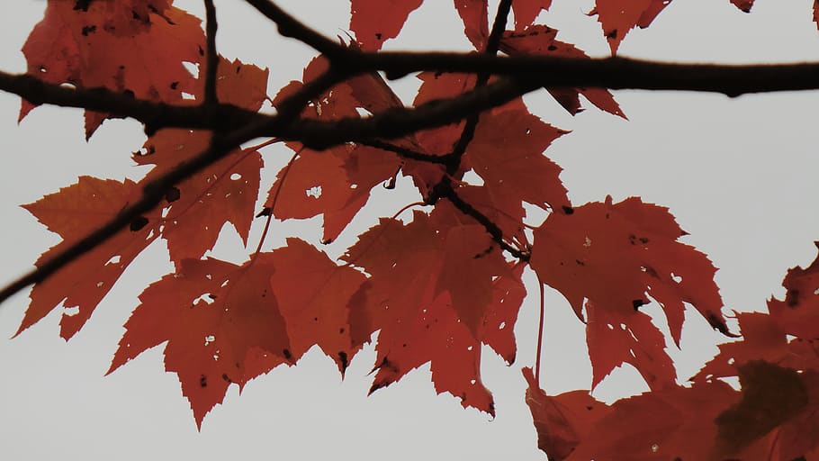 leaf, plant part, autumn, tree, branch, beauty in nature, no people HD wallpaper