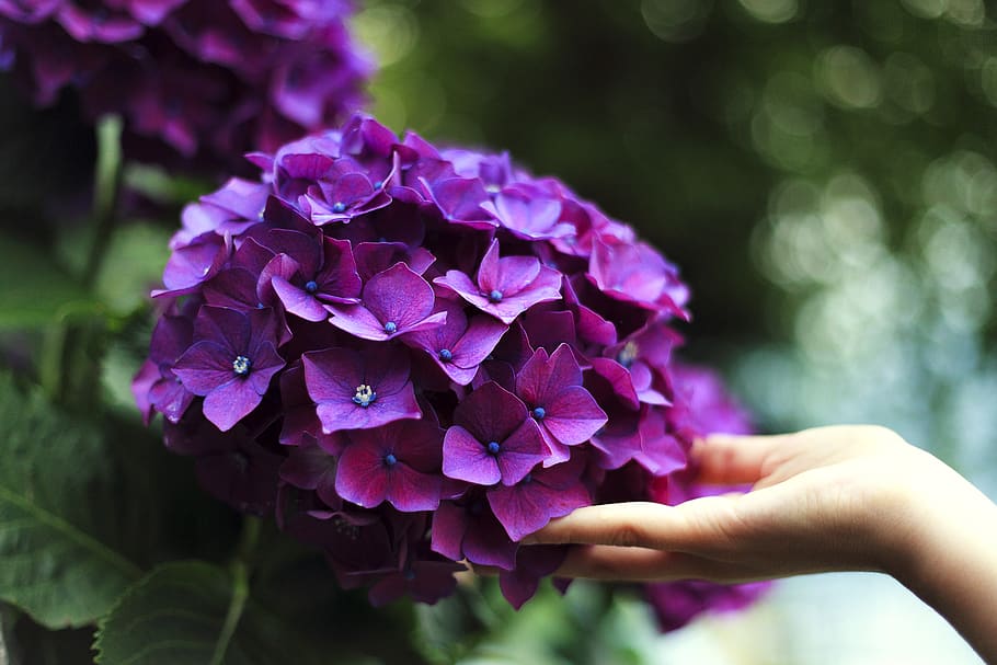 purple hydrangeas flowers, human hand, plant, one person, human body part HD wallpaper