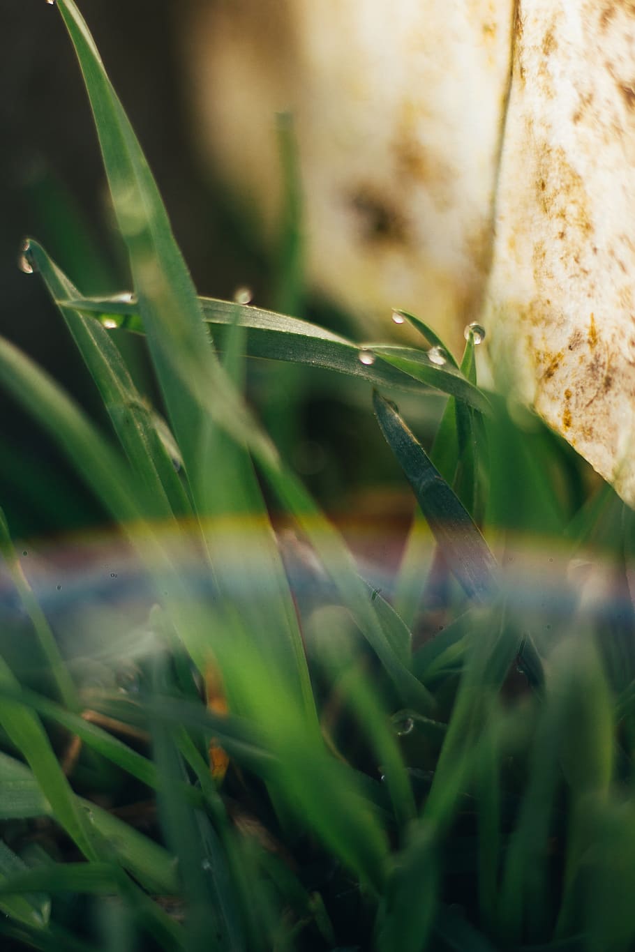 plant, growth, green color, selective focus, close-up, nature HD wallpaper