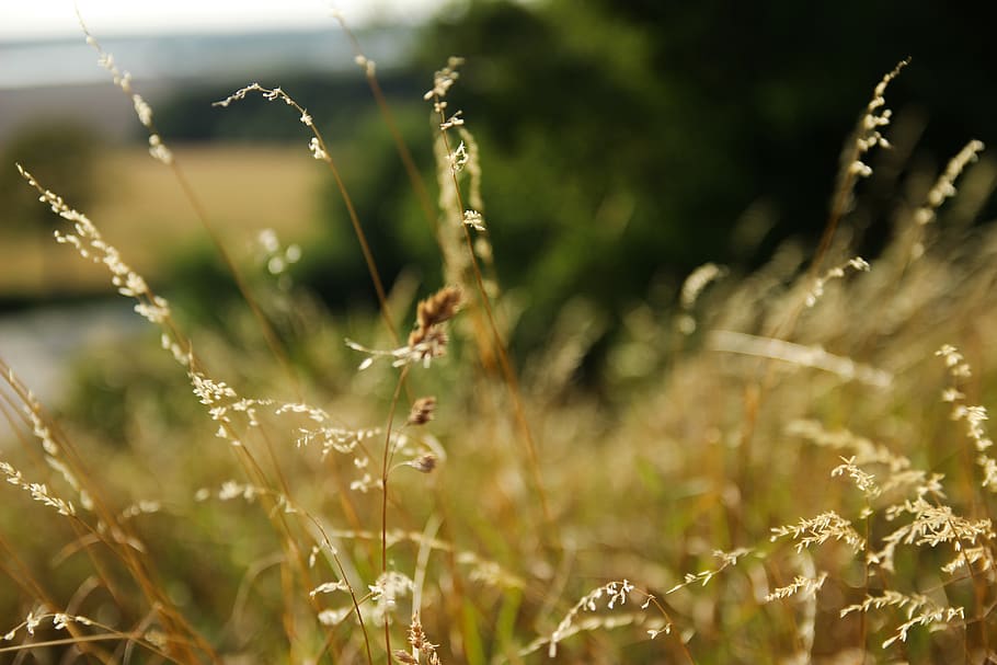 germany, rügen, macro, wheat, bokeh, plant, nature, growth HD wallpaper