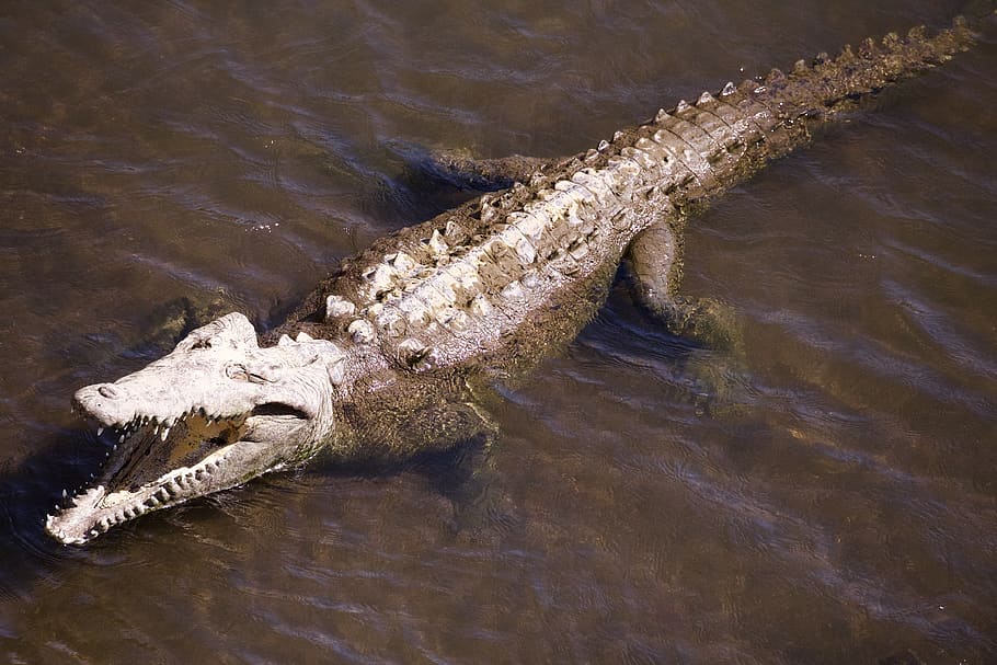 costa rica, water, crocodile, animal wildlife, reptile, animal themes HD wallpaper