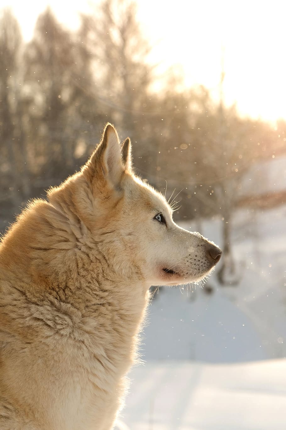 brown dog, one animal, winter, cold temperature, snow, animal themes HD wallpaper