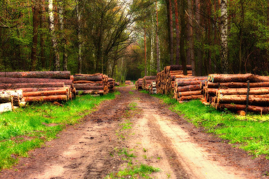 forest, autumn, road, wood, felling tres, forest road, pine