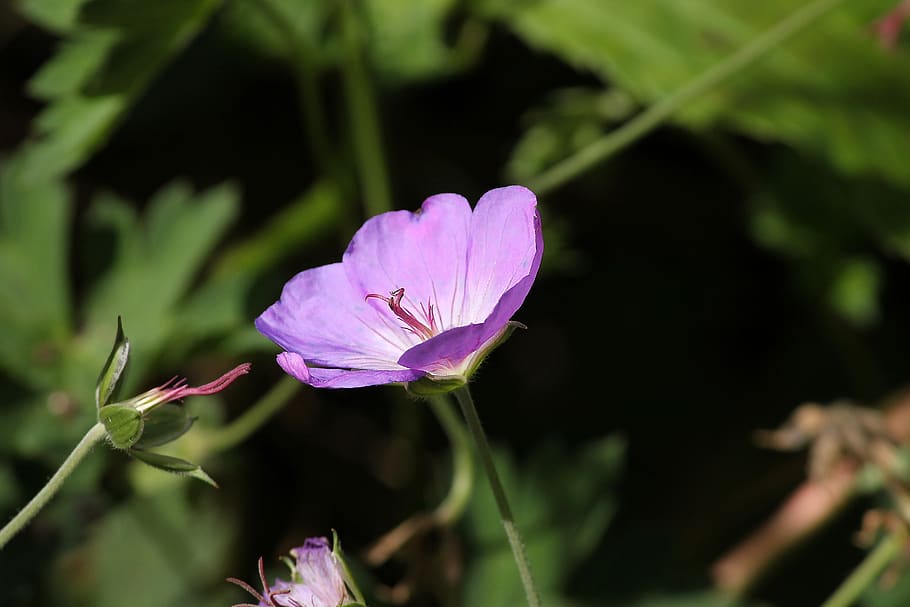 meadow cranesbill, geranium pratense, blossom, bloom, close up HD wallpaper