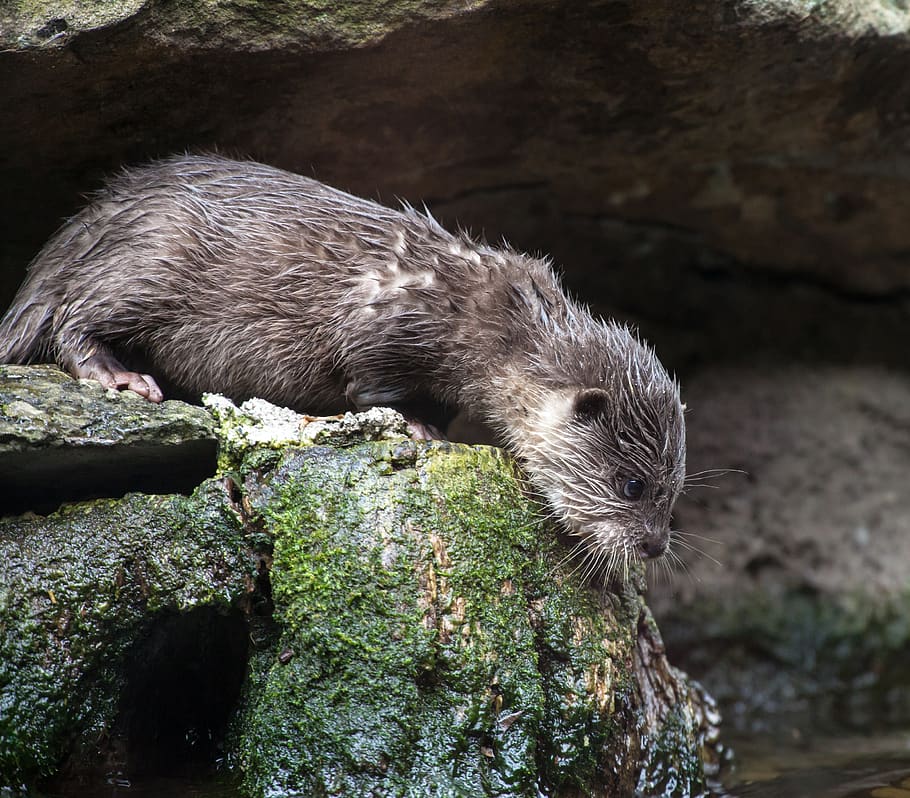 otter standing on rock, animal, mammal, wildlife, australia, mosman HD wallpaper