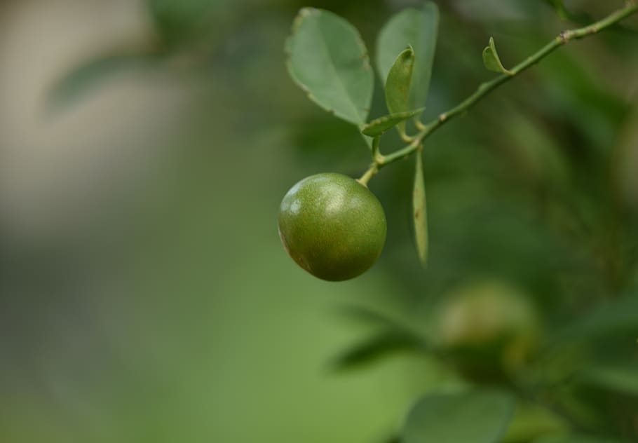 green, tree, plant, lemon, lemonade, lime, orange, leaf, leaves HD wallpaper