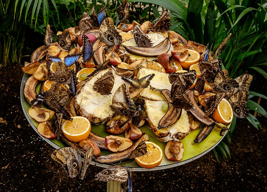 army-of-owl-butterflies-on-dried-fruits-at-daytime.jpg