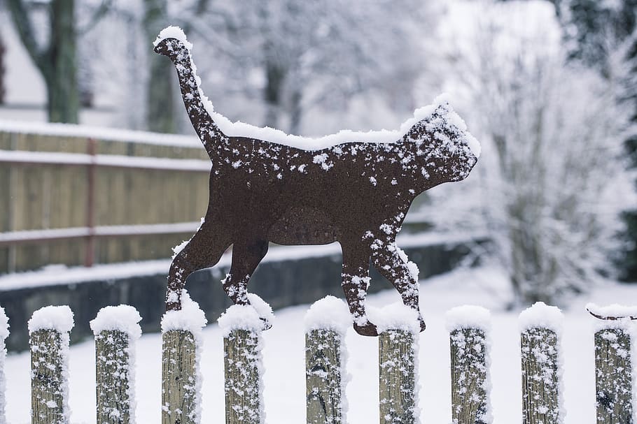 winter, cat, snow, cold, snowing, wintry, kitten, snowy, winter picture HD wallpaper