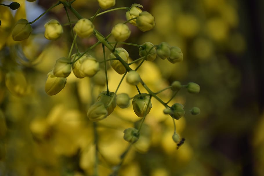 flower, buds, yellow, bloom, blossom, garden, plant, nature HD wallpaper