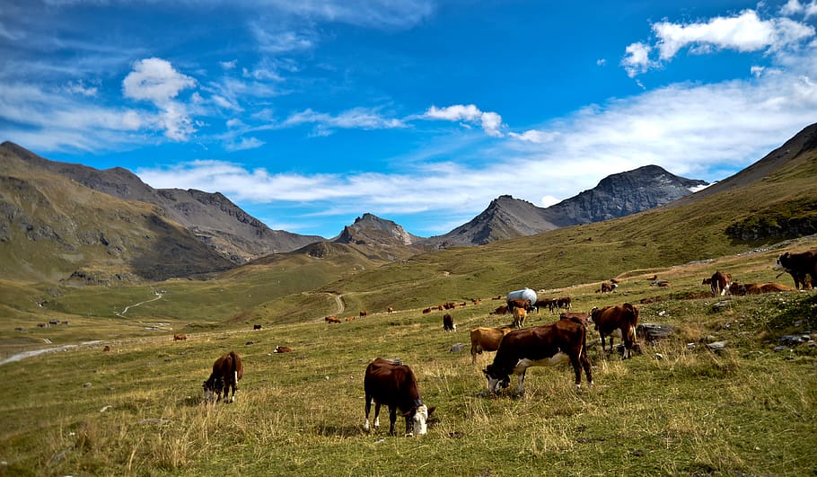 group of cows, cattle, animal, mammal, grassland, outdoors, field HD wallpaper