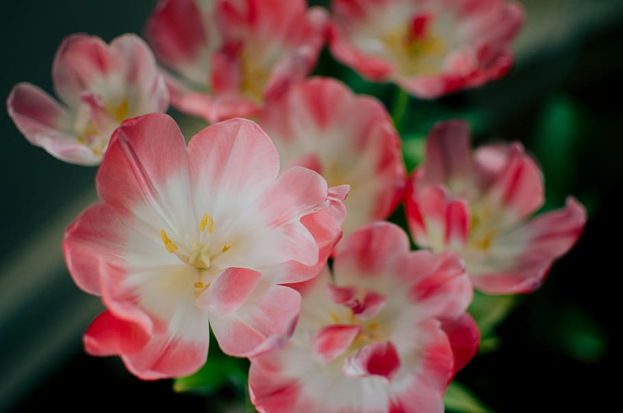 flower, group, bunch, indoor, bright, sun, ombre, bloom, staman HD wallpaper