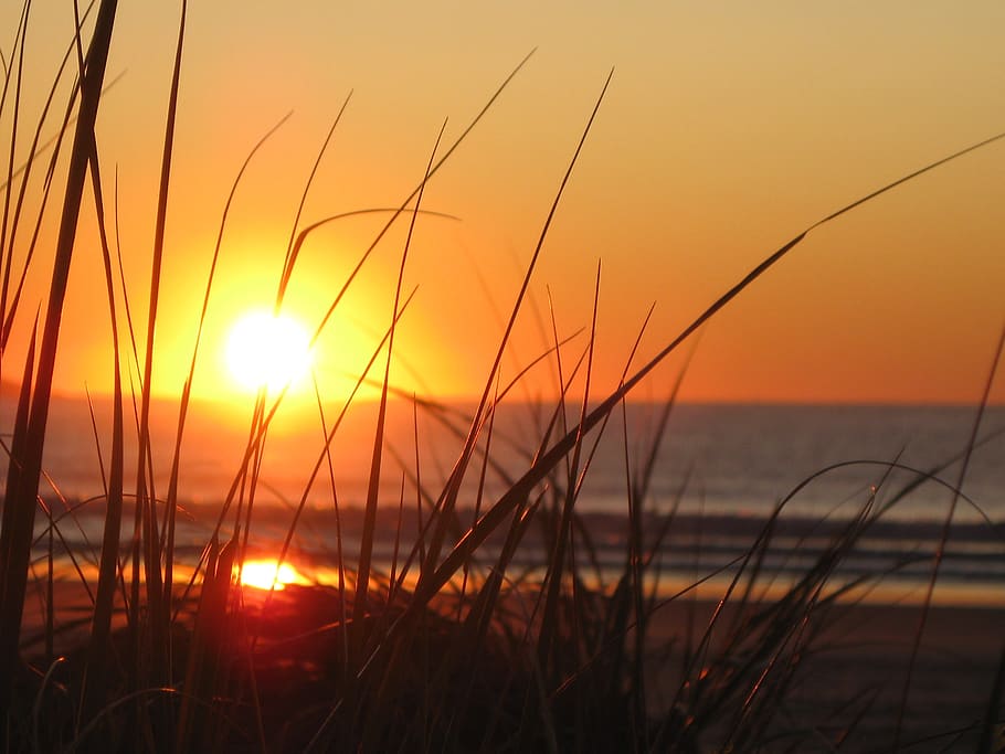 Grass Field Near Sea, beach, dawn, evening, gold, horizon, landscape HD wallpaper
