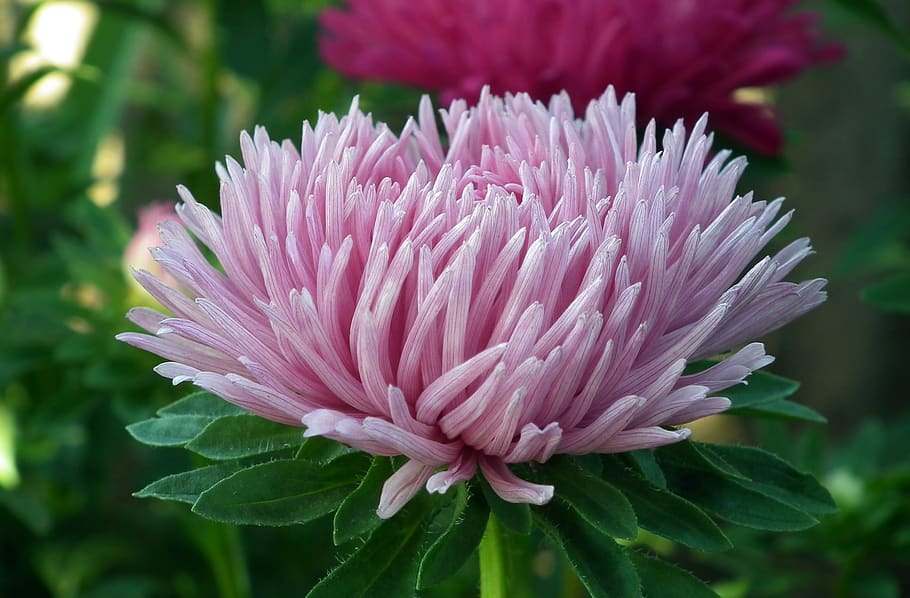nature, flower, aster, pink, plant, garden, summer, flowering plant HD wallpaper