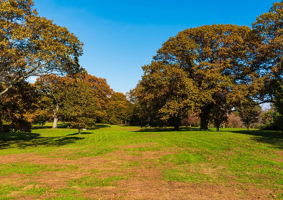 autumn, trees, scorched, grass, nature, landscape, plant, beauty in nature HD wallpaper