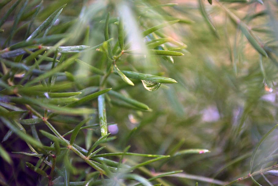 philippines, merida, plant, green, leaves, background, growth HD wallpaper