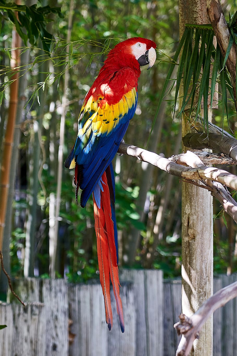 parrot on tree branch, animal themes, vertebrate, bird, macaw HD wallpaper