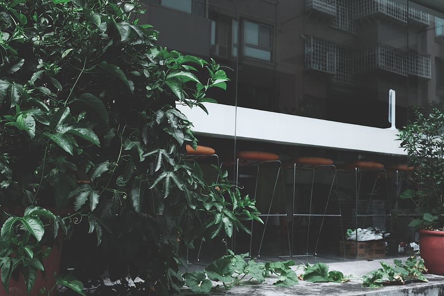 Green Leafed Plant Near Padded Chairs, architecture, building HD wallpaper
