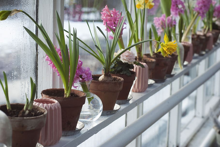 flower plants on windowsill, flowering plant, potted plant, nature, HD wallpaper