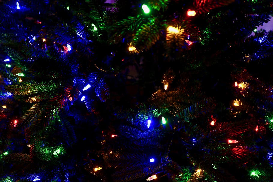 multicolored holiday tree, plant, ornament, christmas tree, light, HD wallpaper