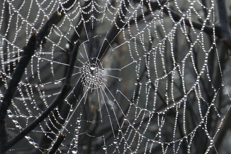 spider web, nature, fragility, vulnerability, close-up, focus on foreground HD wallpaper