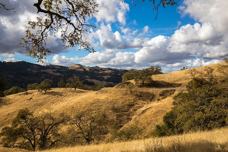 tree on hills during daytime, nature, outdoors, field, grassland HD wallpaper