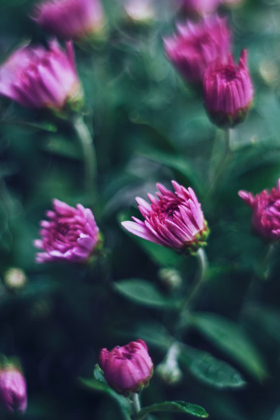 Chrysanthemum, blooming, bouquet, bright, bud, color, flora, flower HD wallpaper