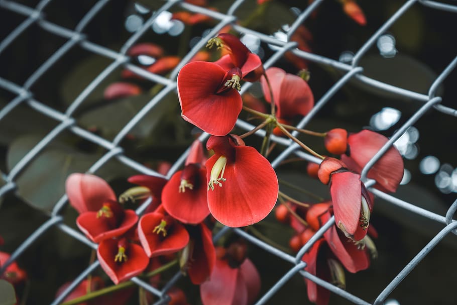 flower, red, nature, bloom, erythrina, japan, chainlink fence HD wallpaper