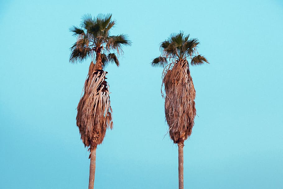 Two Palm Trees, blue sky, coconut, daylight, dry, low angle shot HD wallpaper