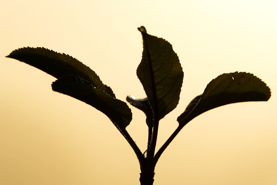 sun, backlighting, fog, aesthetic, branches, haze, hazy, overview HD wallpaper
