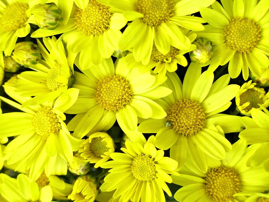 Bright yellow fall-blooming daisy-type chrysanthemum adds a cheerful accent to gardens well into the cooler fall season.