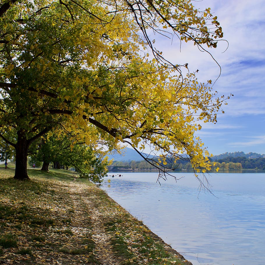 Hd Wallpaper Plant Tree Water Outdoors Nature Tree Trunk