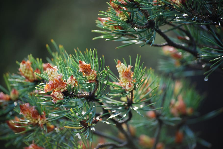 pine, cones, green, forest, nature, plant, growth, tree, beauty in nature HD wallpaper
