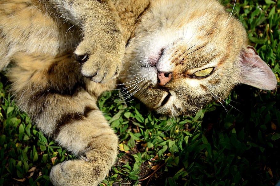 cat, redhead, dandelion, predator, animals, eyes, feline, closeup HD wallpaper