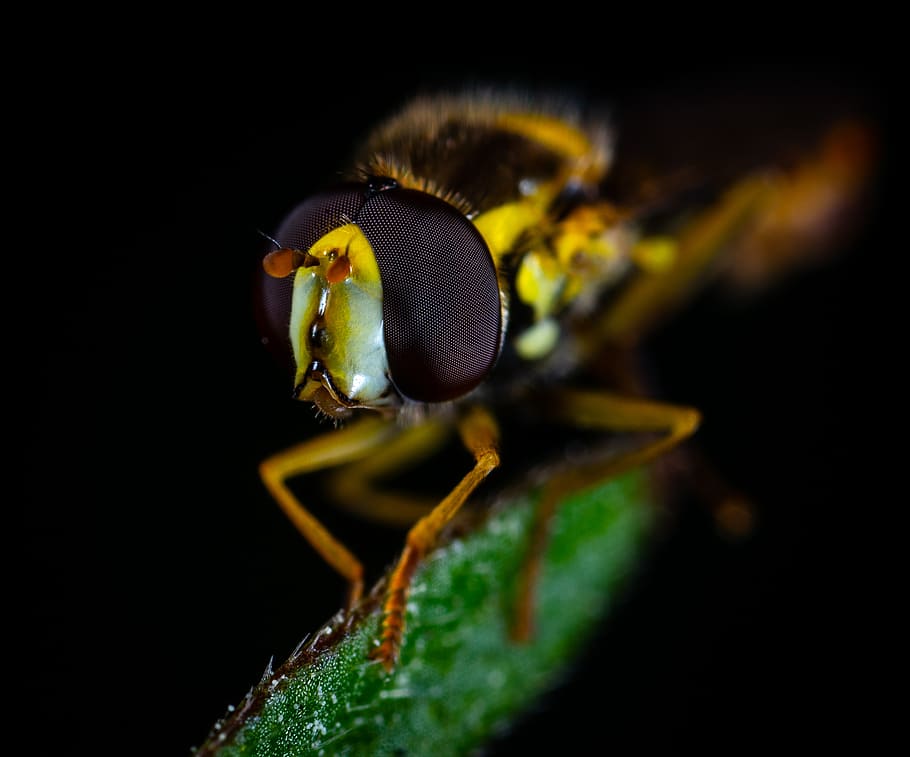 macro, fly, gorzalka, animal themes, invertebrate, one animal HD wallpaper