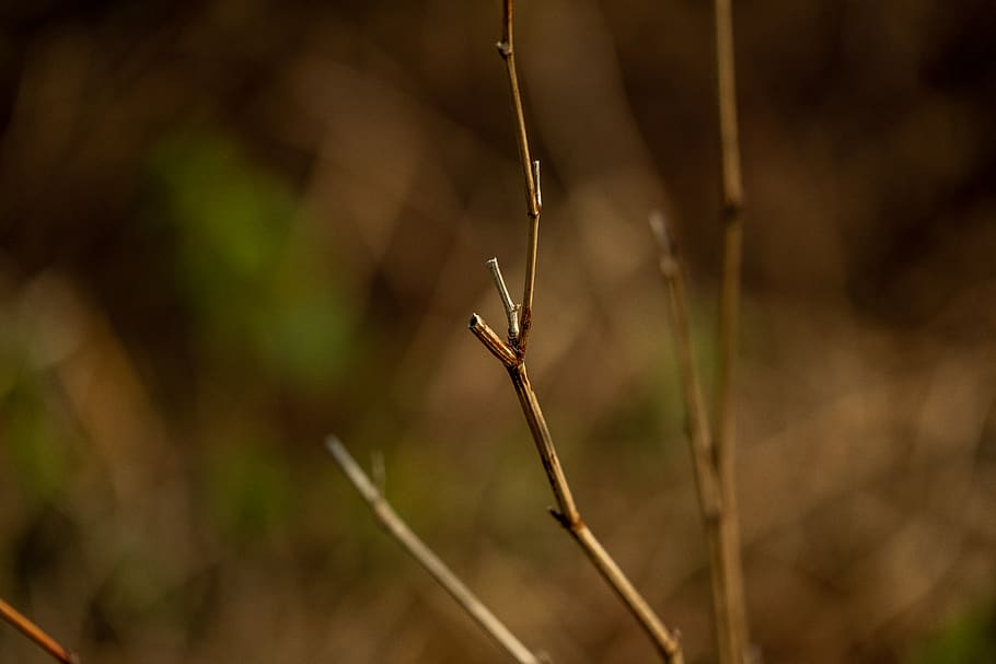 blur, bokeh, nature, plant, focus on foreground, close-up, day HD wallpaper