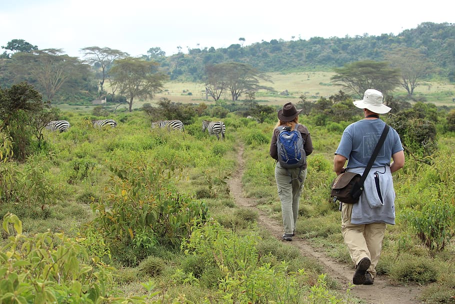 kenya, mount longonot hiking trail, savanna, bush, plants, vegetation, HD wallpaper