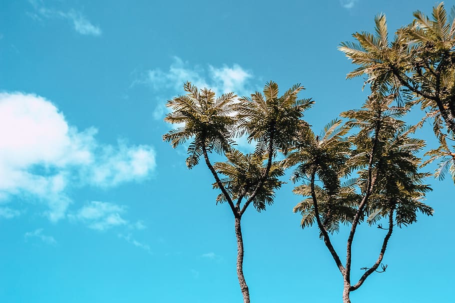 Green Trees Under Blue Sky, daylight, perspective, plant, low angle view HD wallpaper
