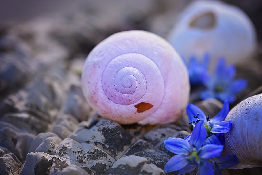 White Snail Shell on Rocks, chionodoxa luciliae, damaged, empty HD wallpaper