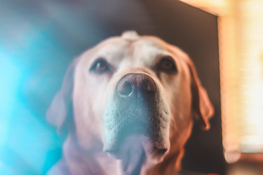 yellow Labrador retriever, dog, pet, animal, mammal, beagle, canine HD wallpaper