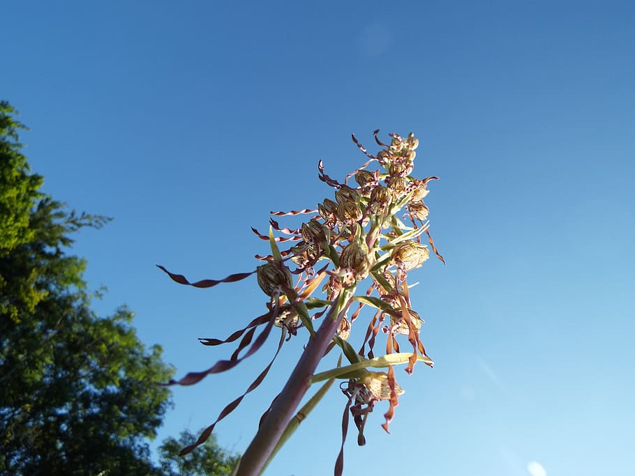 orchid, sky, plant, low angle view, blue, tree, growth, nature HD wallpaper