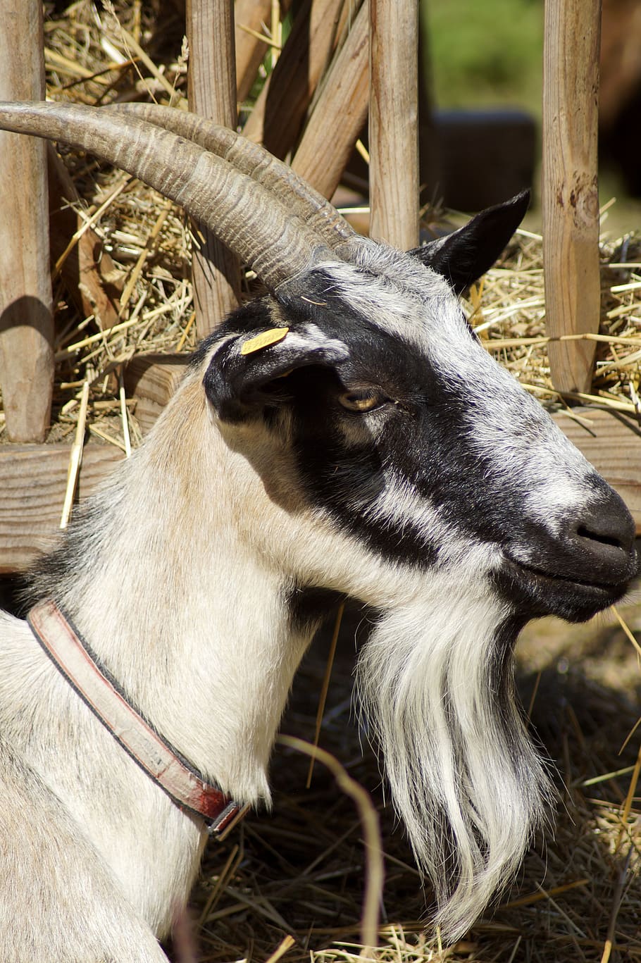 goat, billy goat, animal, horns, mammals, domestic goat, creature, HD wallpaper
